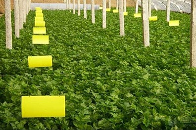 ճ�x(ch��ng)�Tω�����z�đ�(y��ng)��ʾ��D